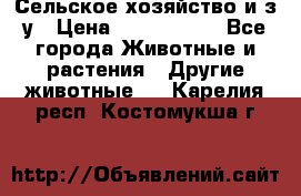 Сельское хозяйство и з/у › Цена ­ 2 500 000 - Все города Животные и растения » Другие животные   . Карелия респ.,Костомукша г.